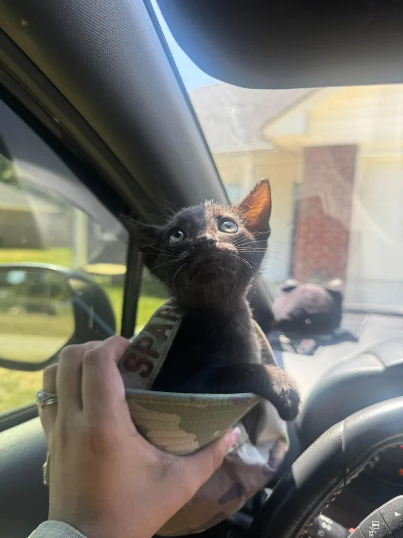 A young medium-sized male Black Domestic Short Hair cat named Sweet T for adoption in Camden, SC
