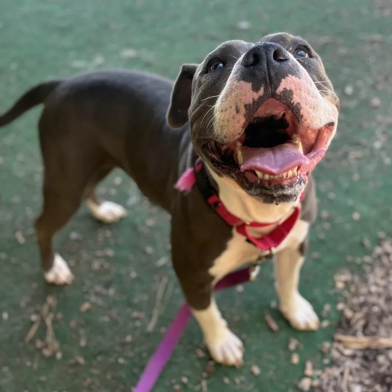 A young medium-sized female Pit Bull Terrier dog named Princess for adoption in Alexandria, VA