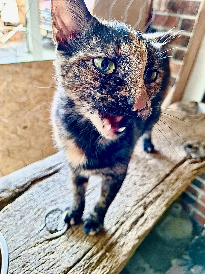 Ember
