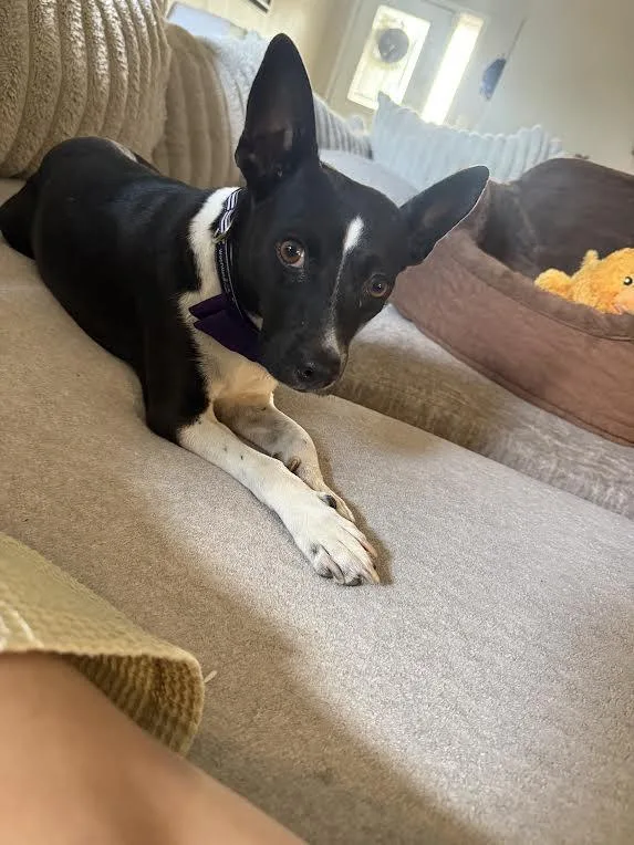A young small-sized female Boston Terrier dog named Twinkle for adoption in Chandler, AZ
