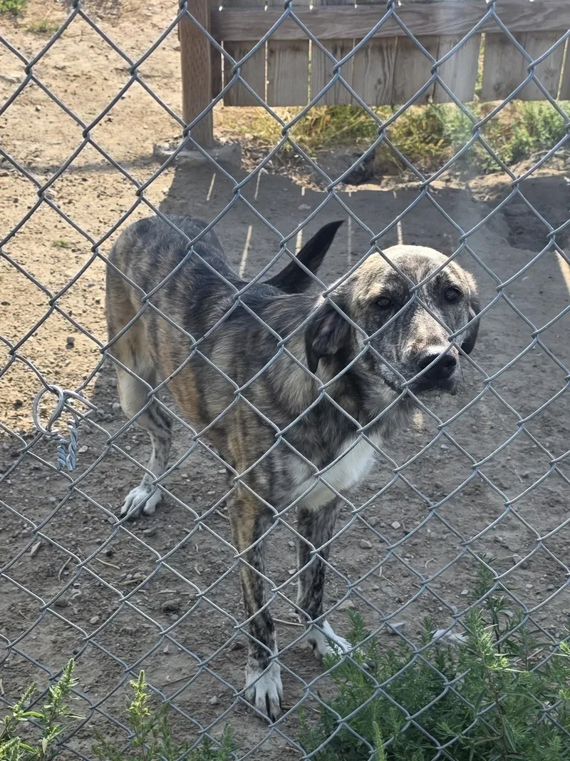 A young large-sized female Brindle Mixed Breed dog named Bella for adoption in Rawlins, WY