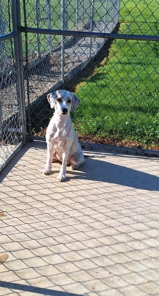 A young medium-sized female Poodle dog named Journey for adoption in Syracuse, IN