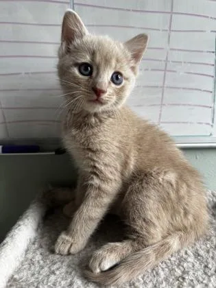 A baby small-sized male Domestic Short Hair cat named Merry for adoption in Washington, DC