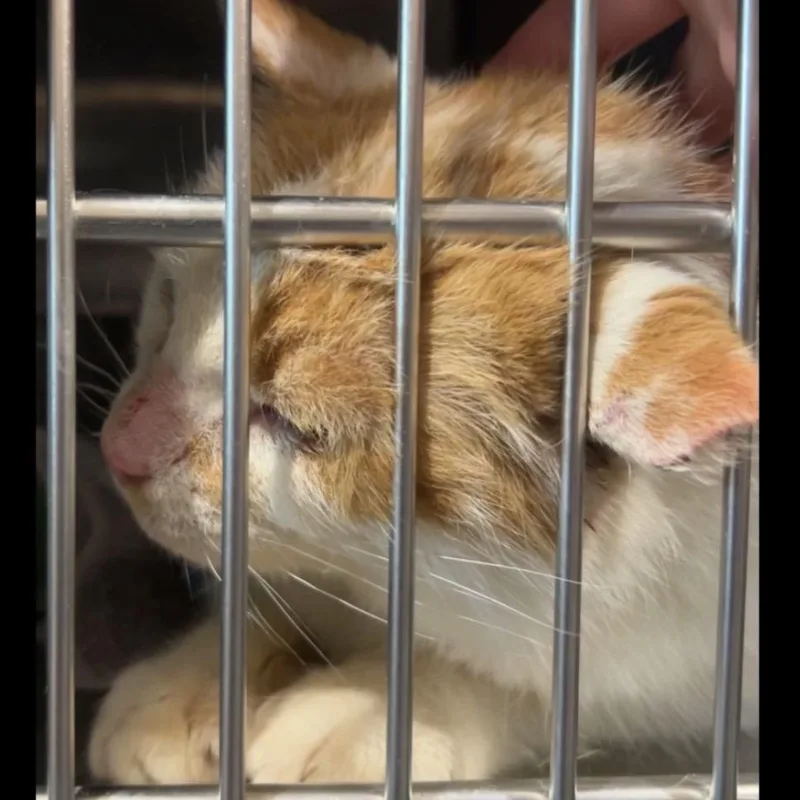 A senior large-sized male Orange / Red Domestic Short Hair cat named Oscar for adoption in Manheim, PA