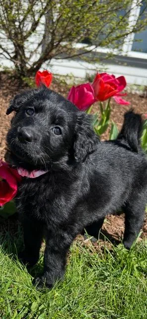 Gigi