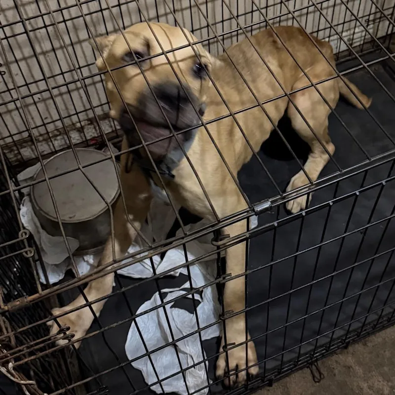 A young large-sized male Apricot / Beige Mixed Breed dog named Boomer for adoption in Columbus, GA