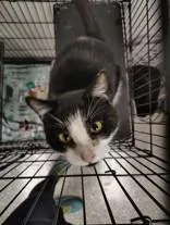 An adult medium-sized male Black & White / Tuxedo Domestic Short Hair cat named Oreo for adoption in Huntsville , TX