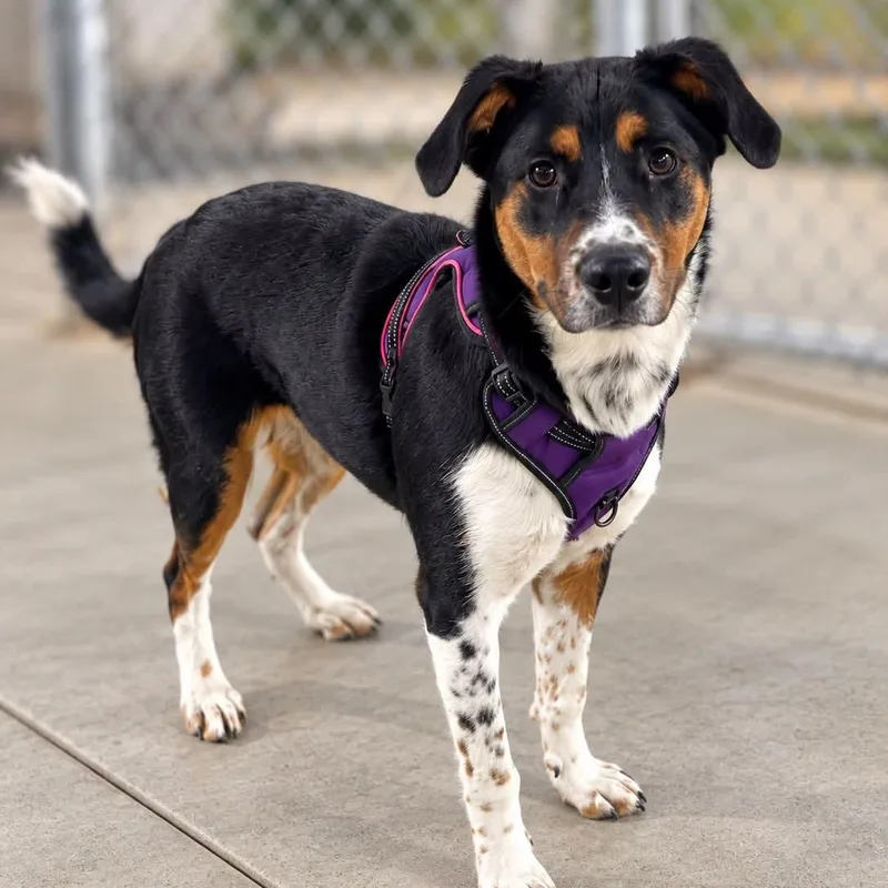 An adult medium-sized male Cattle Dog dog named Milkshake for adoption in Warren, OH