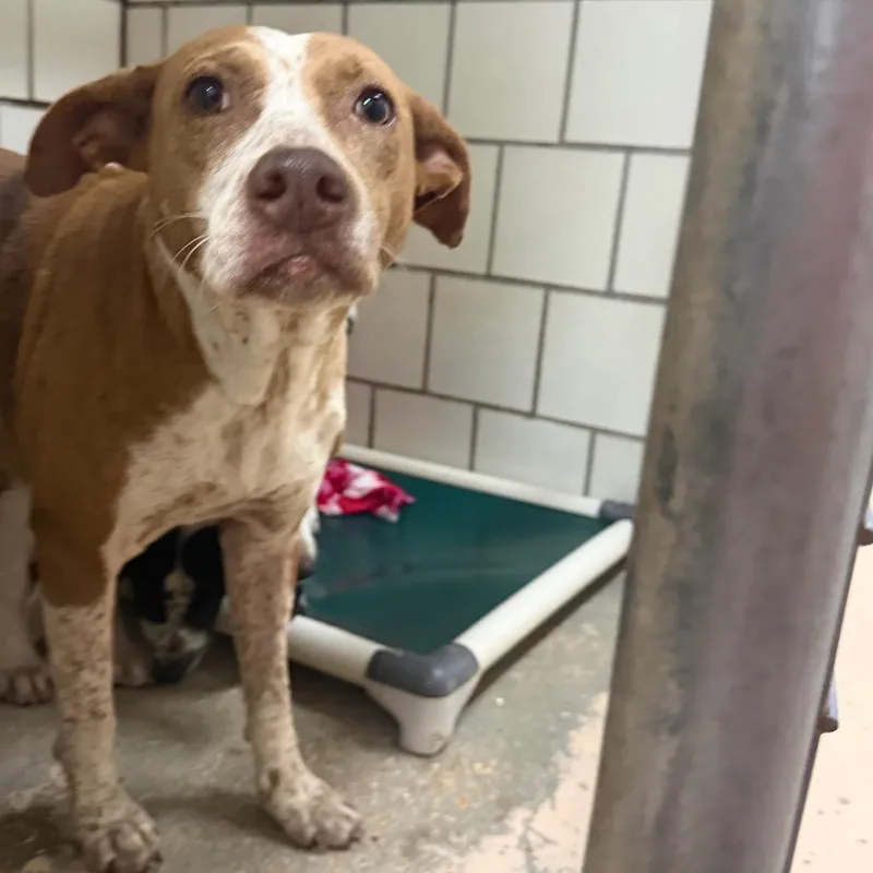 An adult medium-sized female Cattle Dog dog named Thelma for adoption in Starkville, MS