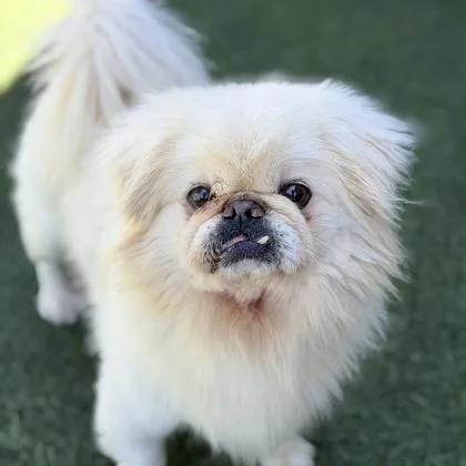 A senior small-sized male White / Cream Pekingese dog named Beethoven for adoption in Sacramento, CA