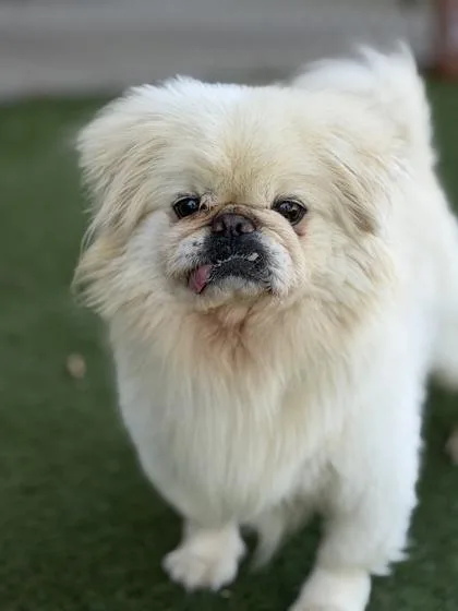 Beethoven thumbnail 2
