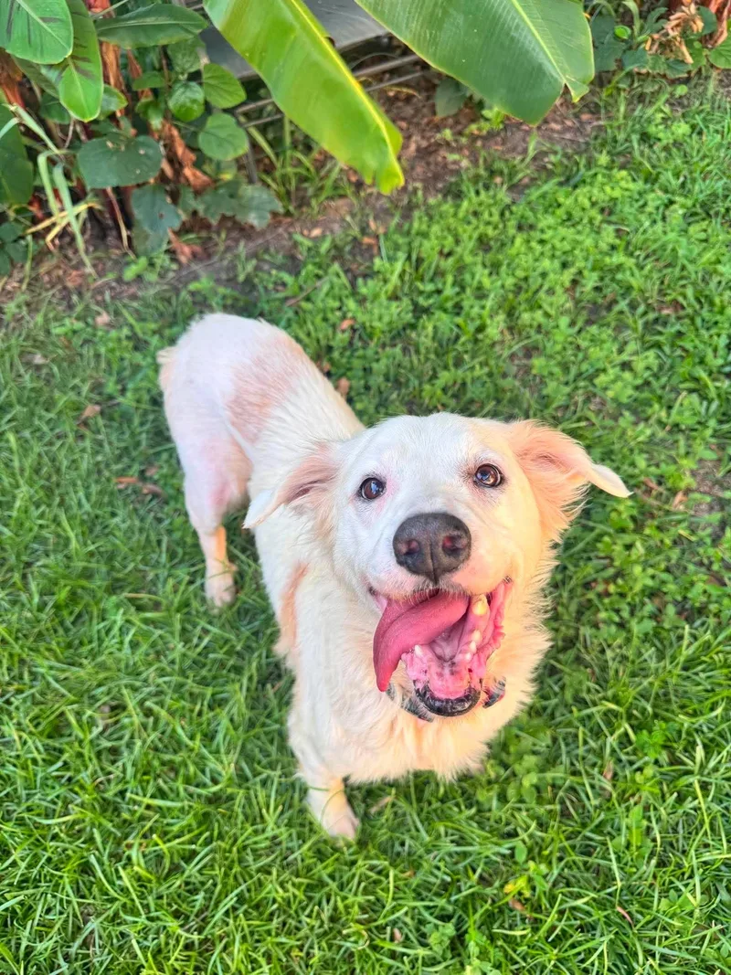A senior medium-sized female Mixed Breed dog named Roxie for adoption in Mount Pleasant, SC