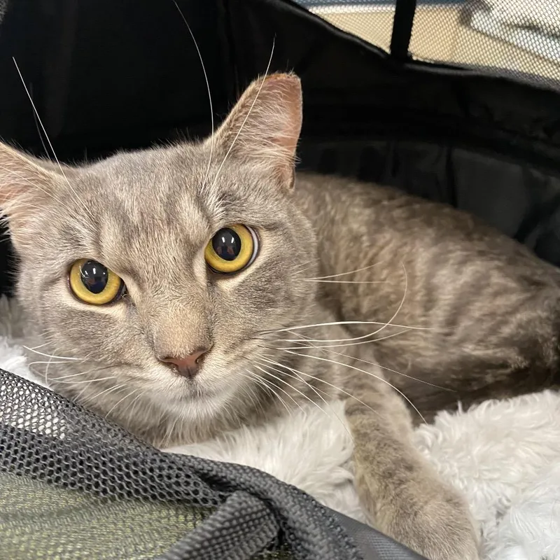 An adult small-sized male Gray / Blue / Silver Domestic Short Hair cat named Phoenix for adoption in Westminster, CA