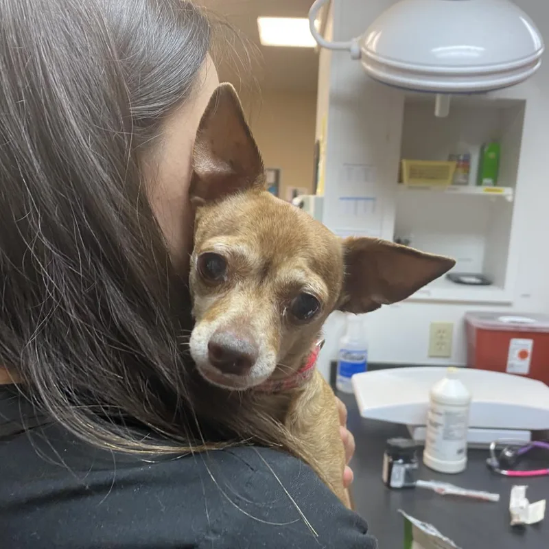 A senior small-sized female Red / Chestnut / Orange Chihuahua dog named Tubby for adoption in Flagstaff, AZ