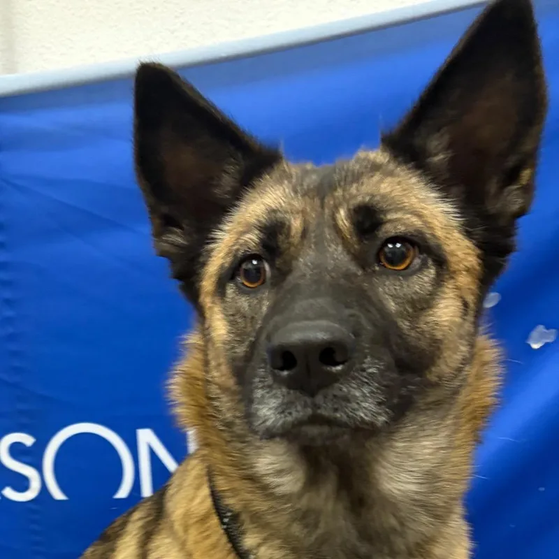 An adult medium-sized female Brown / Chocolate German Shepherd Dog named Unknown for adoption in Henderson, NV