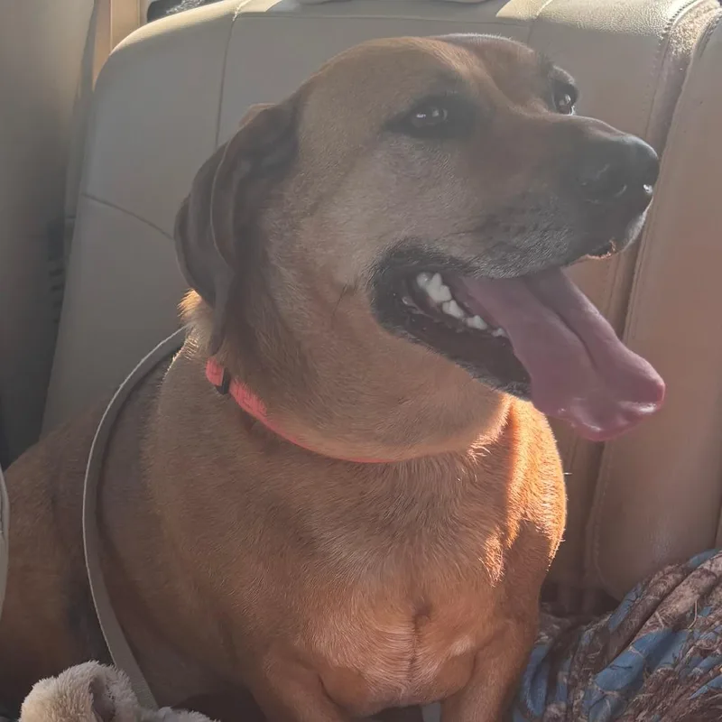 An adult medium-sized male Brown / Chocolate Basset Hound dog named Rockin Roll "Rocky" for adoption in Kim, CO