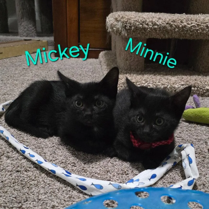 A baby medium-sized female Black Domestic Short Hair cat named Minnie for adoption in St. Helens, OR