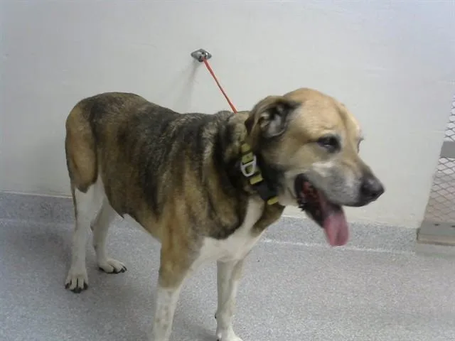 An adult large-sized male Labrador Retriever dog named A for adoption in Pasadena, TX