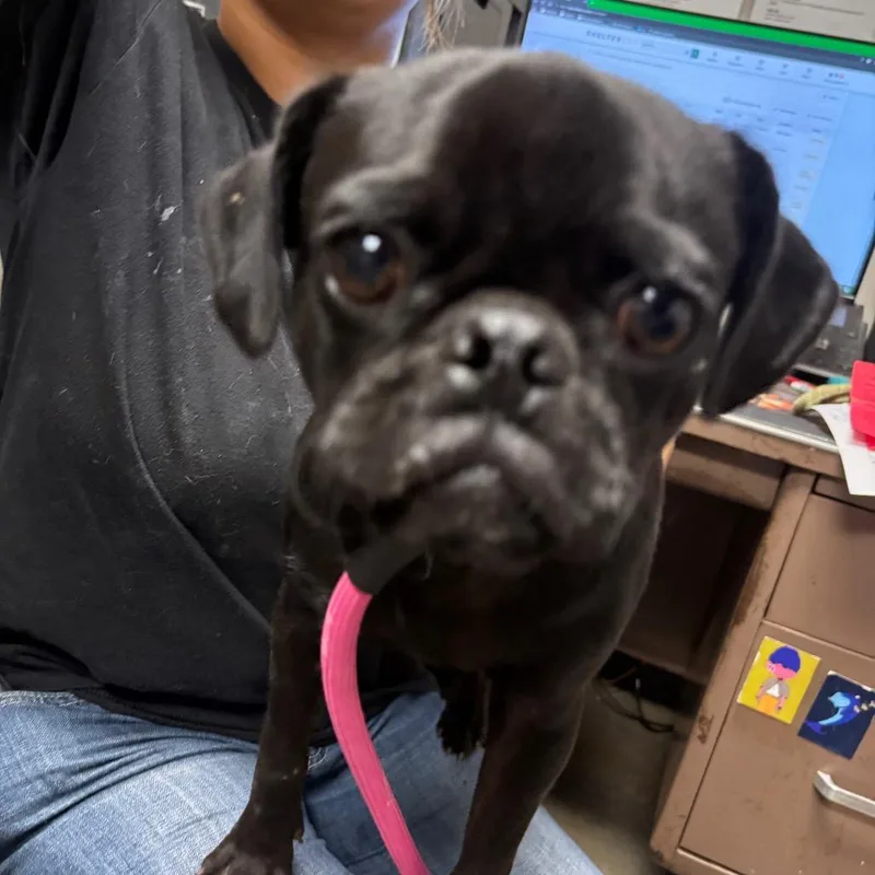 A young small-sized male Pug dog named Chuck for adoption in Yuma, AZ