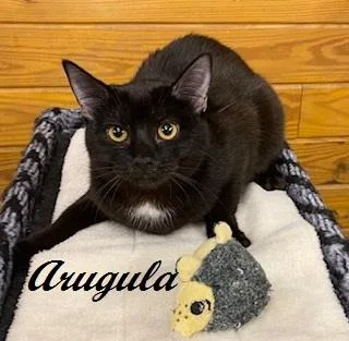 Arugula  Gentle And