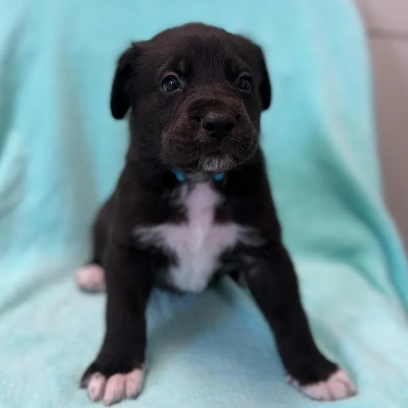 A baby medium-sized female Black Labrador Retriever dog named Pocahantas for adoption in St. Peters, MO