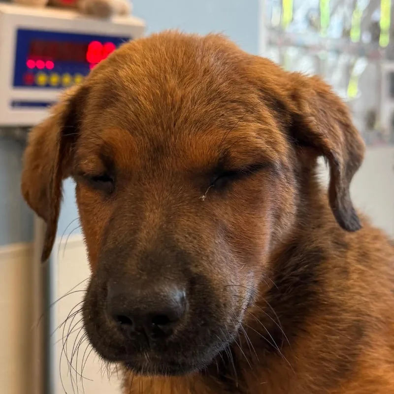 A baby small-sized female Brown / Chocolate Mixed Breed dog named Tomato for adoption in Las Cruces, NM