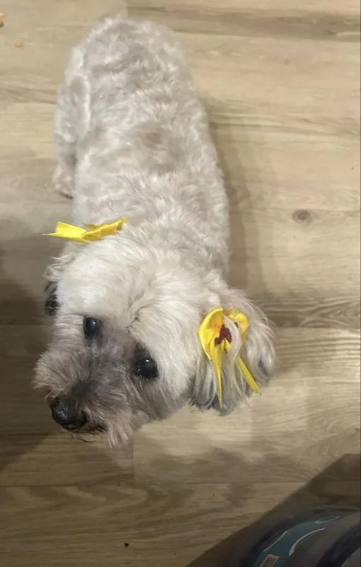 Chiquita thumbnail 3