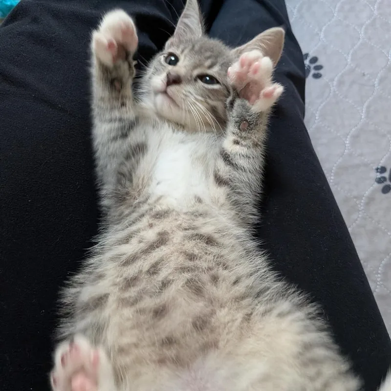 A baby small-sized male Gray / Blue / Silver Domestic Short Hair cat named Juno for adoption in Raleigh, NC