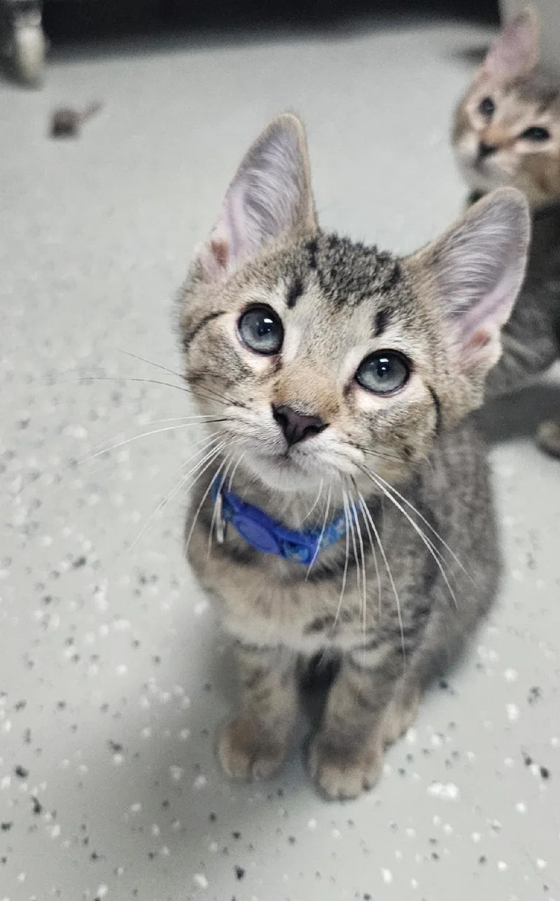 A baby medium-sized male Tabby (Brown / Chocolate) Domestic Short Hair cat named Sir Saturn for adoption in Mokena, IL