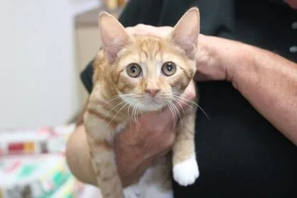 A baby small-sized female Domestic Short Hair cat named Blossom for adoption in Brunswick, GA