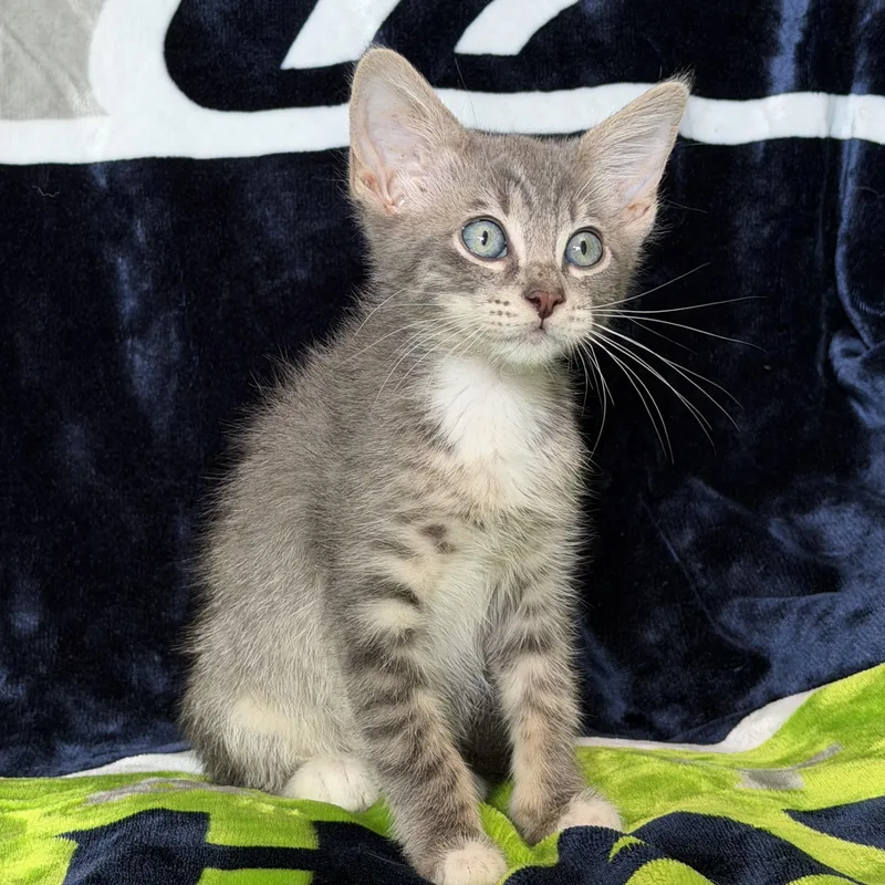 A baby medium-sized male Gray / Blue / Silver Domestic Short Hair cat named Chase for adoption in Pasco, WA