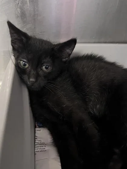 A baby small-sized male Domestic Short Hair cat named Nitro for adoption in Houston, TX