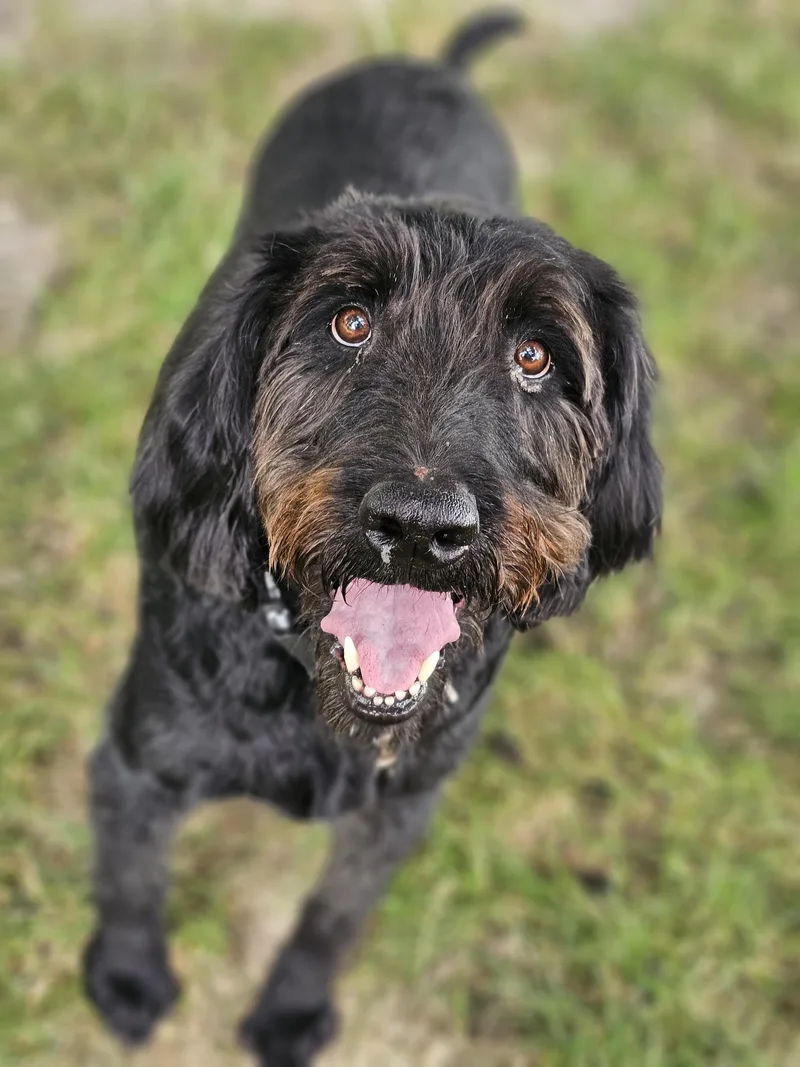 An adult large-sized male Black Labradoodle dog named Theo Springfield for adoption in O Fallon, IL