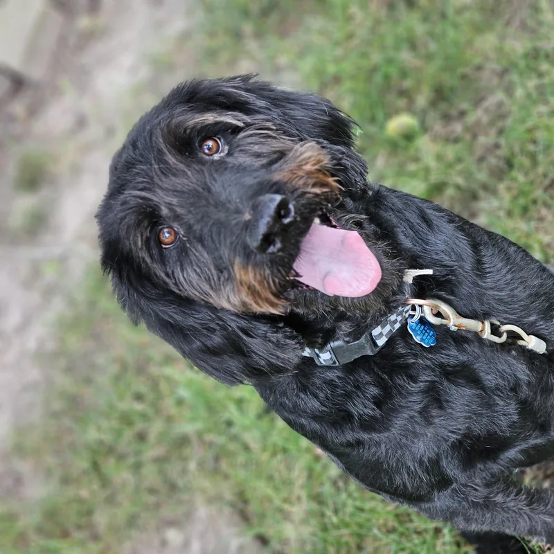 Theo Springfield thumbnail 4