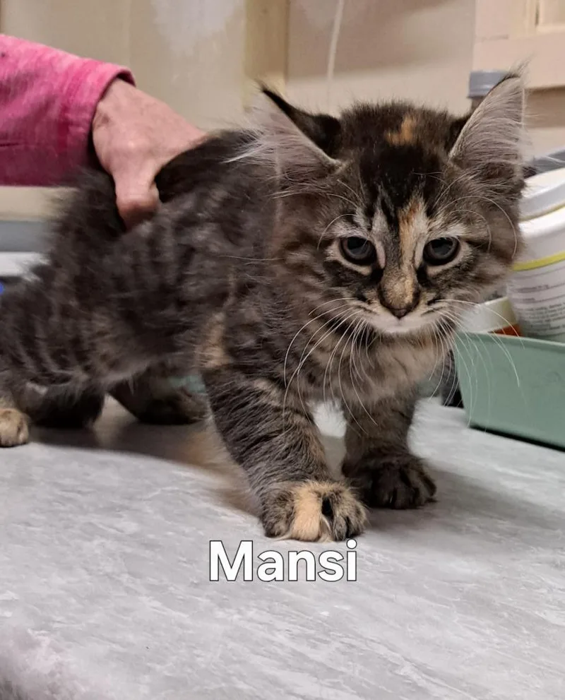 A baby medium-sized female Domestic Long Hair cat named Mansi for adoption in Plattsburgh, NY