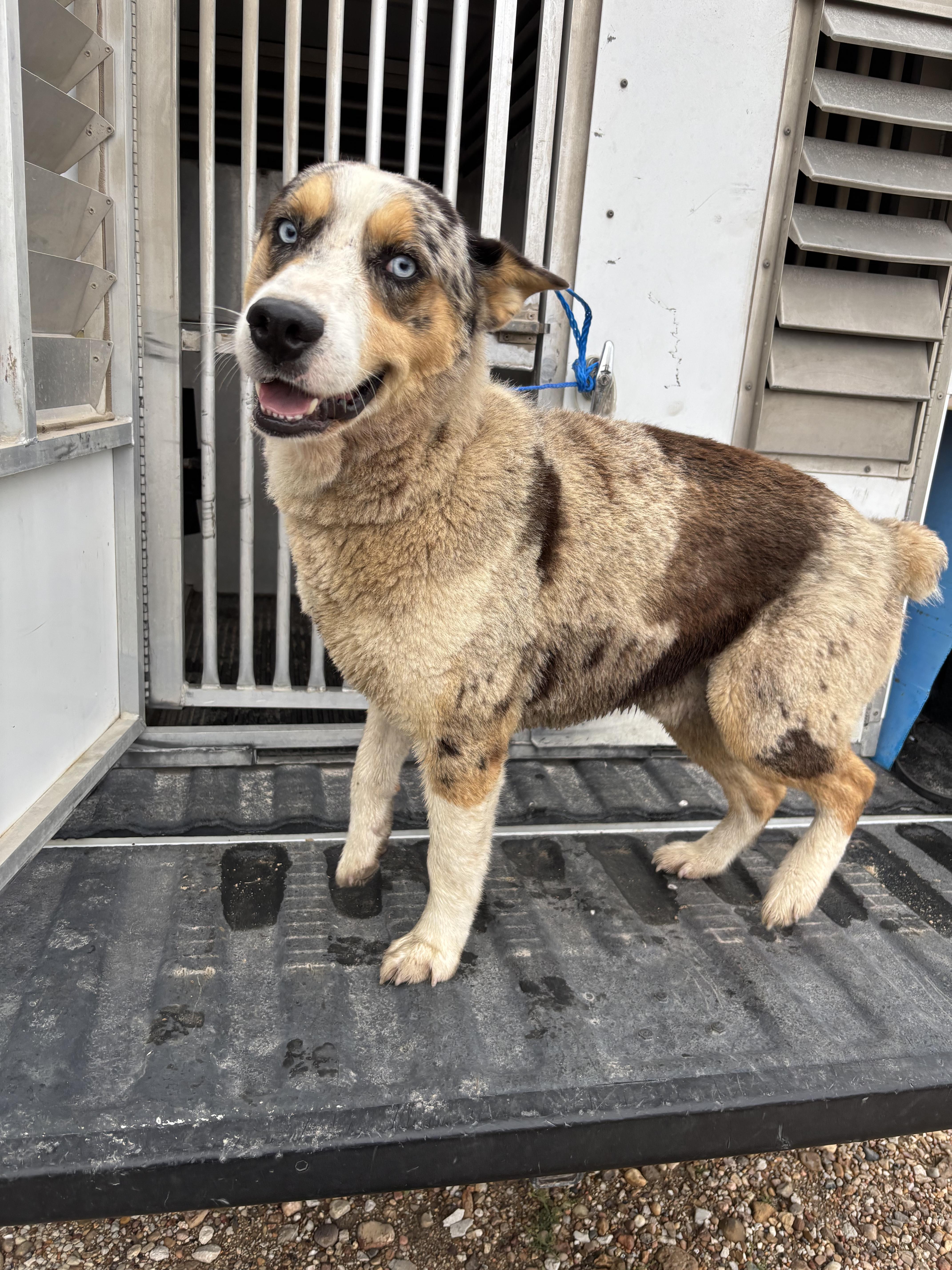 An adult medium-sized male Australian Shepherd dog named Found  Aussie for adoption in Edna, TX
