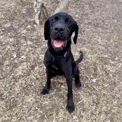 A young large-sized male Black Labrador Retriever dog named Anubis Courtesy Listing for adoption in Midland, MI