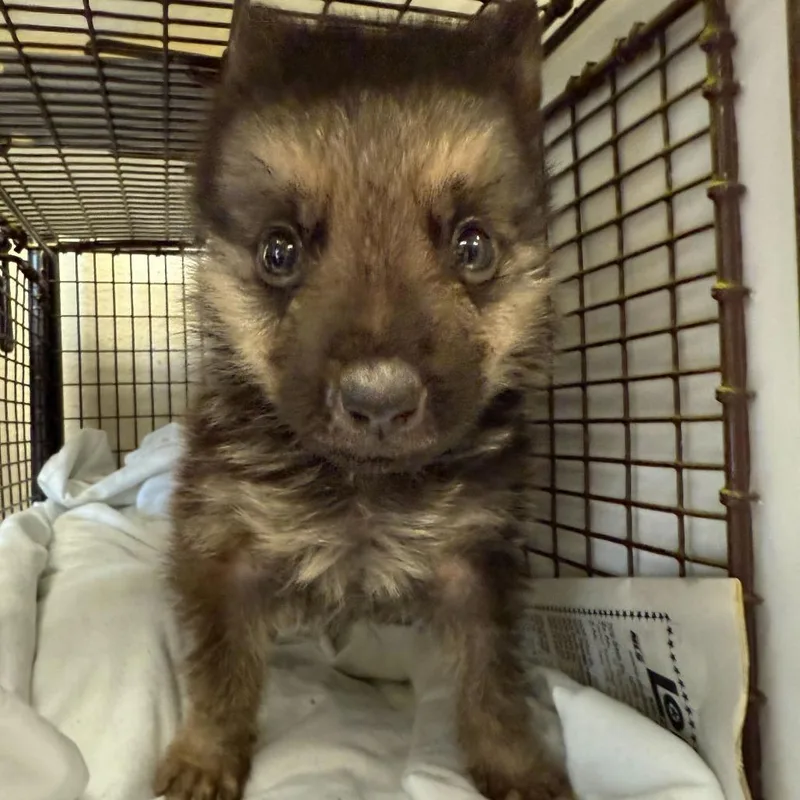 A baby small-sized male Gray / Blue / Silver Shepherd dog named Rocket for adoption in San Antonio, TX