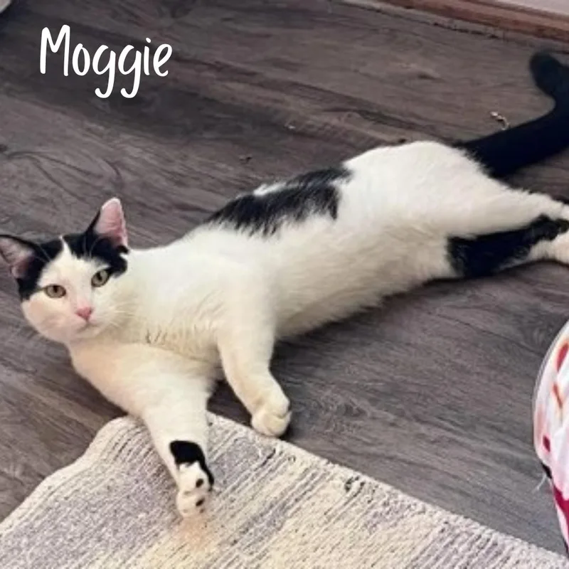 An adult medium-sized male American Shorthair cat named Moggie for adoption in Janesville, WI