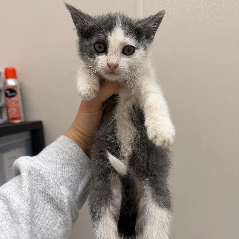 A baby small-sized female Gray / Blue / Silver Domestic Short Hair cat named Panther for adoption in Morganton, NC
