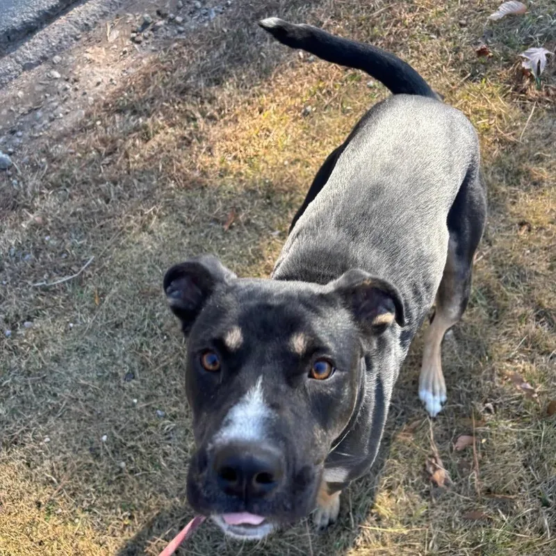 An adult medium-sized female Black Mixed Breed dog named Queen for adoption in Hamilton, GA