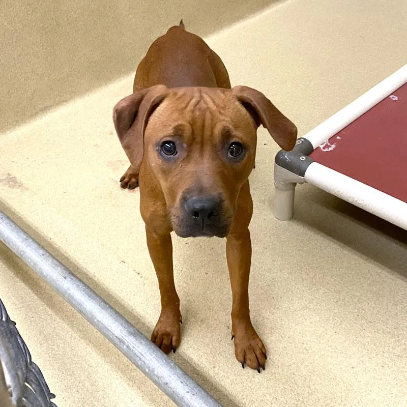 A young medium-sized female Red / Chestnut / Orange Beagle dog named Della for adoption in Monroe, GA