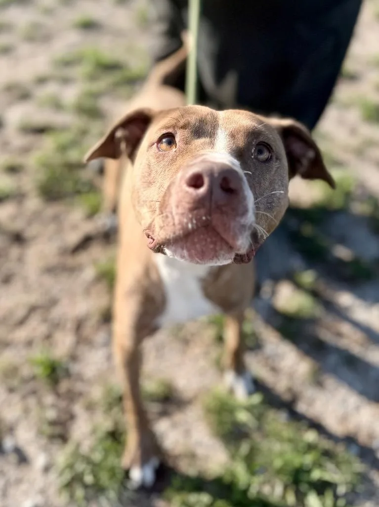 A young medium-sized female Mixed Breed dog named Lala for adoption in Muskegon, MI