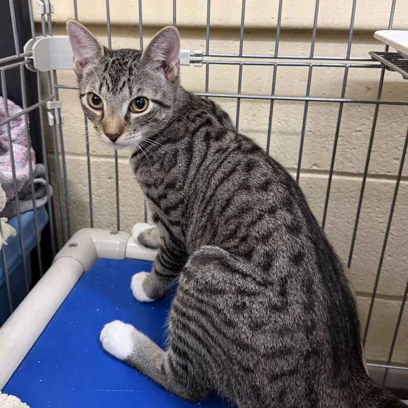 A young medium-sized male Tabby (Brown / Chocolate) Domestic Short Hair cat named Bailey for adoption in Wantagh, NY