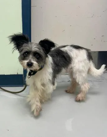 An adult small-sized male Mixed Breed dog named Toby for adoption in Savannah, GA