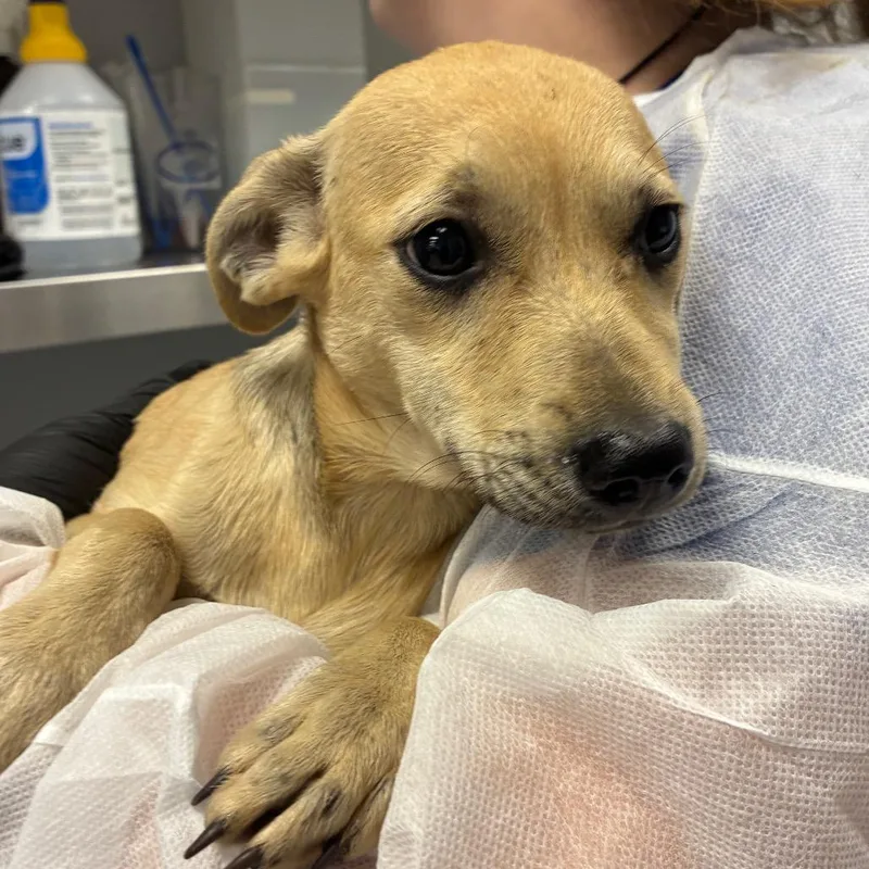 A baby medium-sized female Black Mixed Breed dog named Caramel for adoption in Greenville, SC