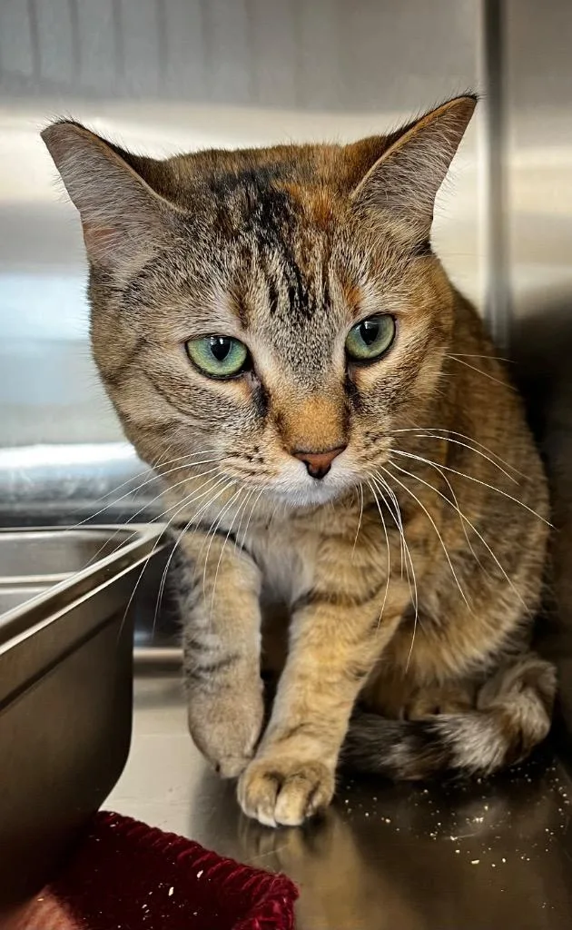 An adult medium-sized female Domestic Short Hair cat named Chai for adoption in Logan, UT