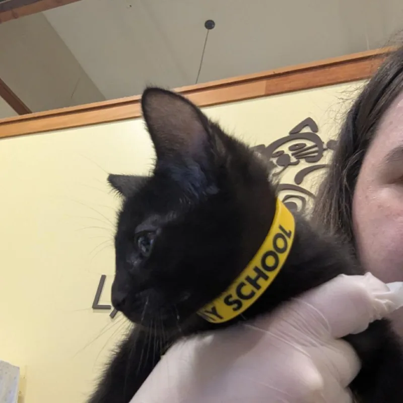 A baby small-sized male Black Domestic Short Hair cat named Jack'O for adoption in Lynchburg, VA