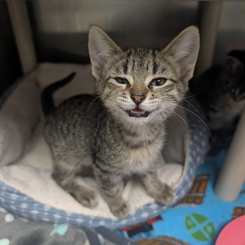 A baby small-sized male Gray / Blue / Silver Domestic Short Hair cat named Portobello for adoption in Detroit Lakes, MN