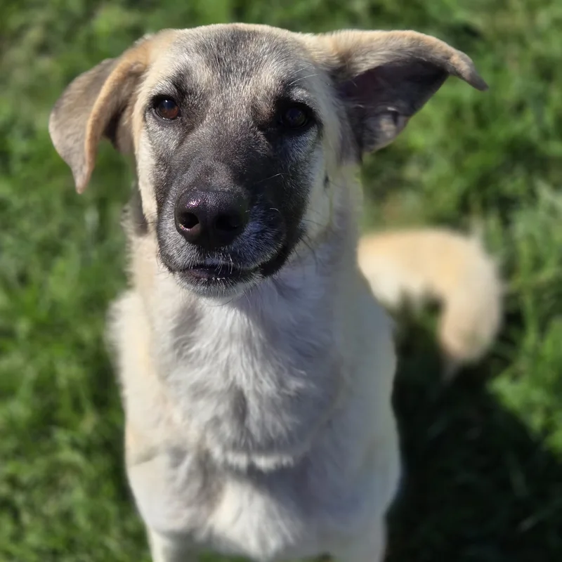 A young large-sized male Anatolian Shepherd dog named Beowulf for adoption in Normal, IL